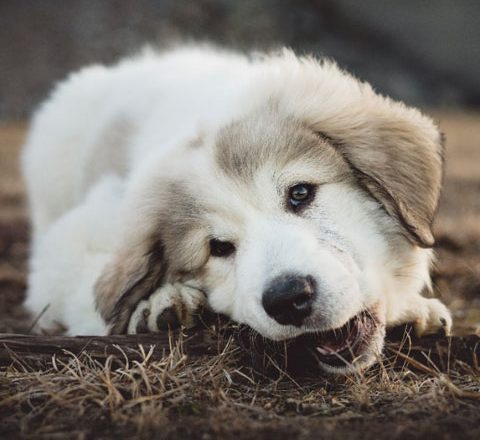 Sadie