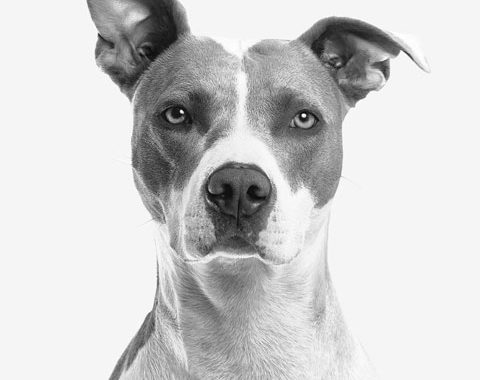 Como: Trazer com segurança o cão do abrigo doméstico