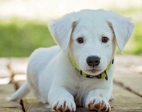 Adoção de animais de estimação: como e para quê?