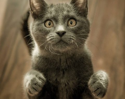 Teste e veja se o seu gato tem patas esquerda ou direita