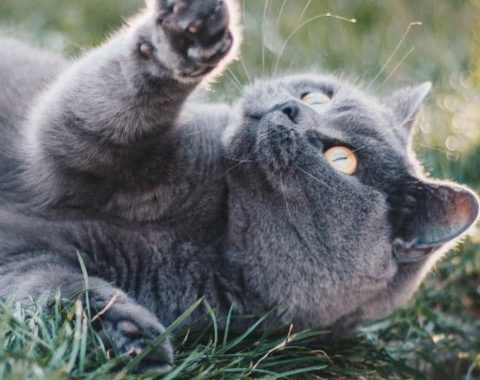 O melhor dia pro seu animal de estimação