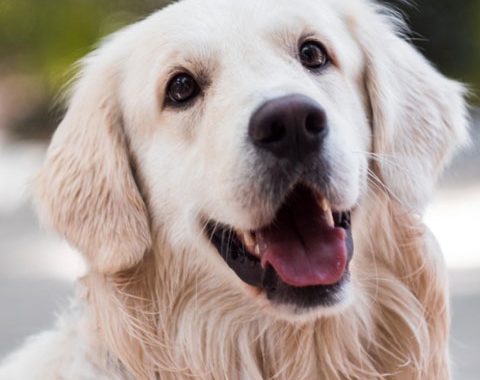 10 maneiras de envolver seu cão dentro de casa