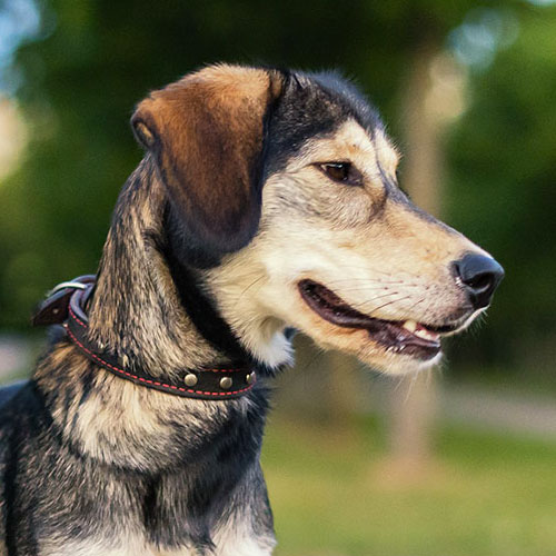 Help for the Animals Affected