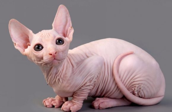 15 dicas para manter seu animal de estimação seguro e saudável